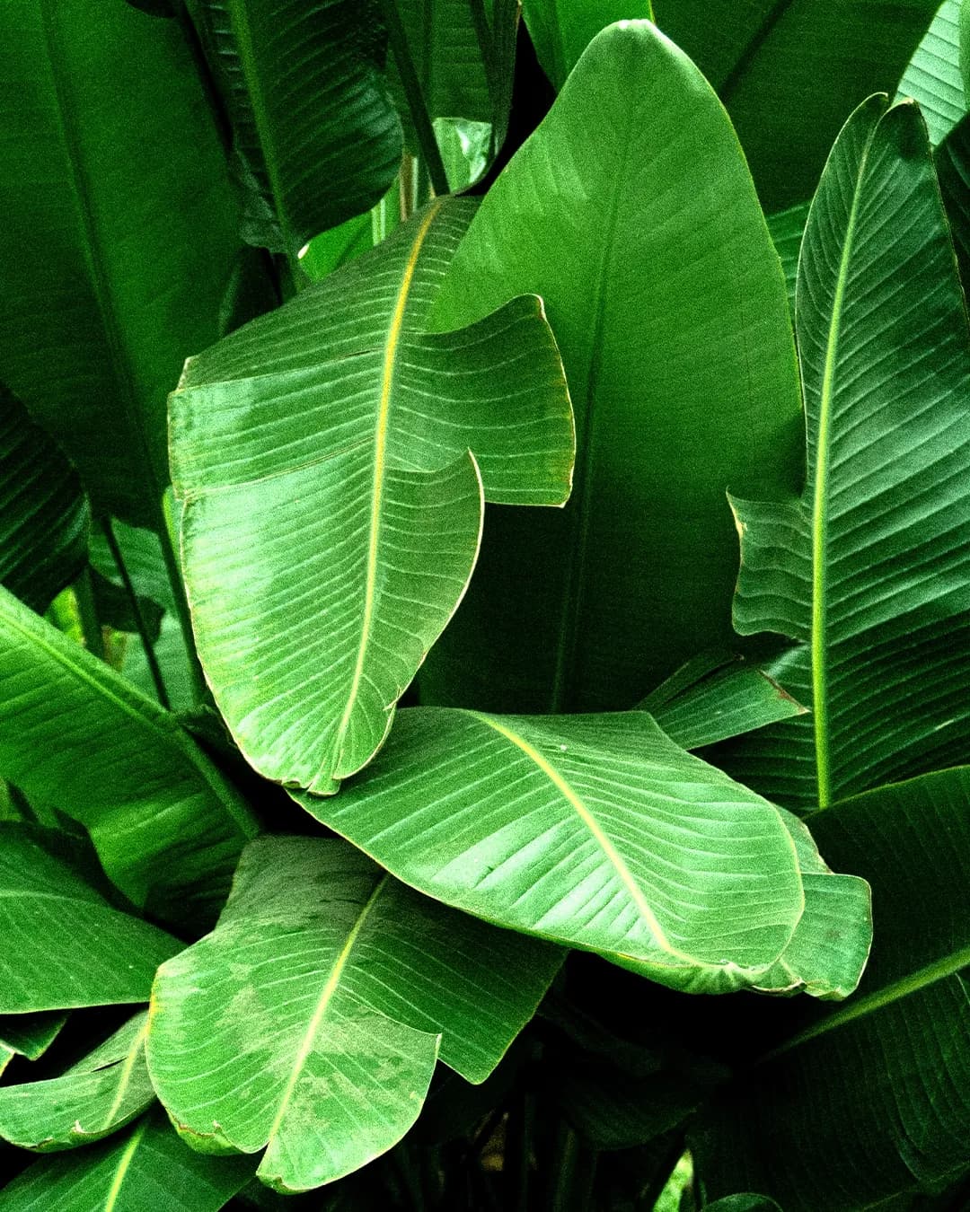 Bananatex® fabric swatch, green, showing its plant-based origin