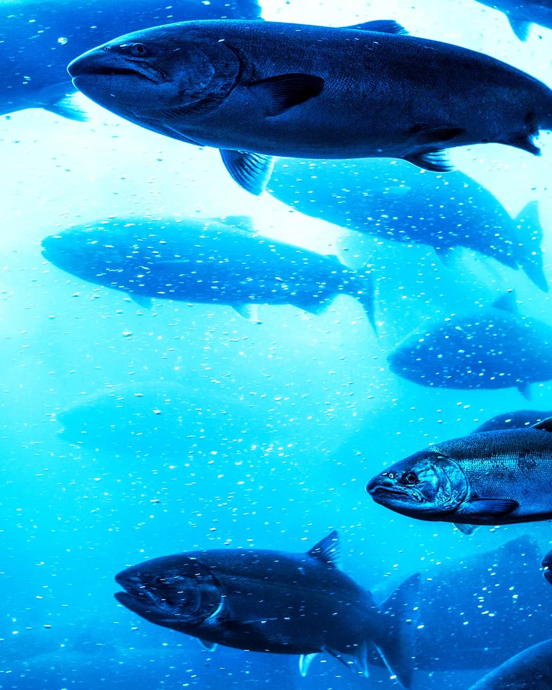 eFishery IoT smart feeder for aquaculture, transforming fish and prawn farming with technology