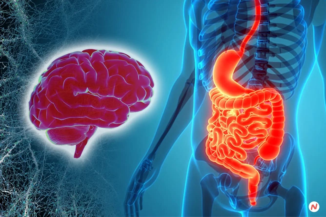 Illustration of the enteric nervous system connecting the gut and brain via the vagus nerve, showing gut microbiome and neuro
