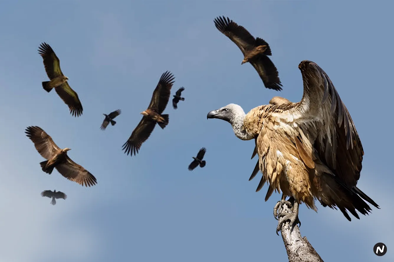 Vultures at a carcass, illustrating the study linking vulture decline from diclofenac to human health crisis in India
